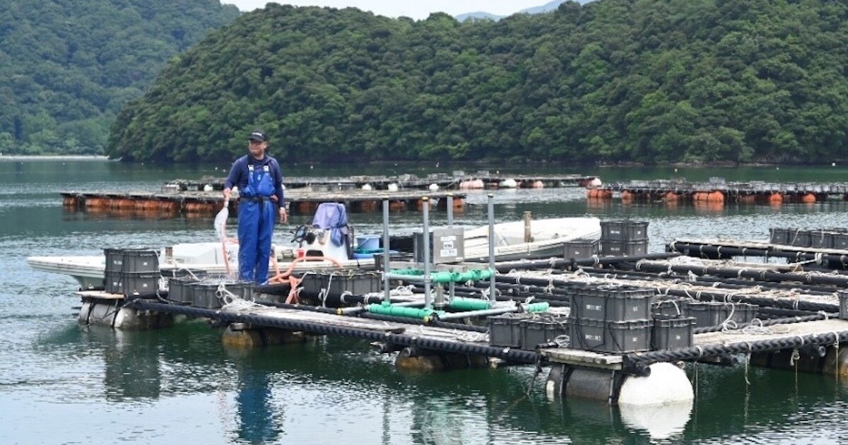 KDDI、京都府舞鶴市らが「丹後とり貝」安定供給に向けたスマート漁業事業の実証